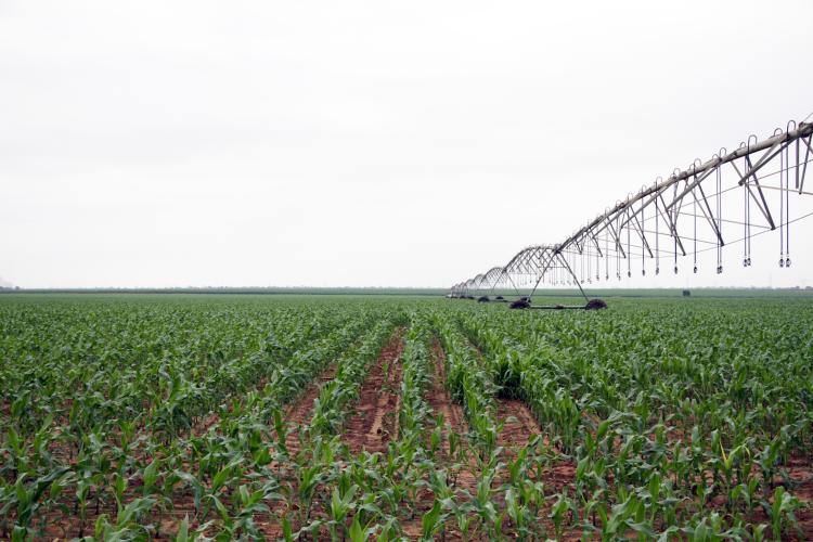 FAO coloca sector agrícola sob pressão de sementes, água, solos degradados e pragas