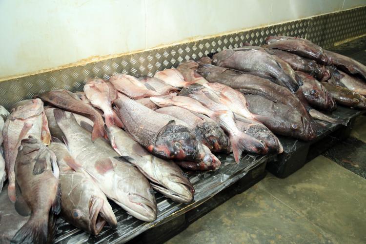 Três das quatro empresas públicas das pescas fecham 2025 no ‘vermelho’