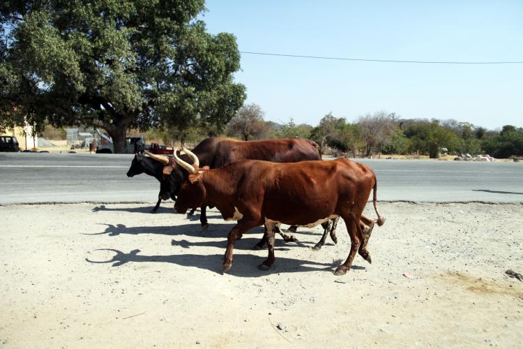 Campanha agrícola abre no Sul sob ameaça de morte de 50 mil cabeças de gado