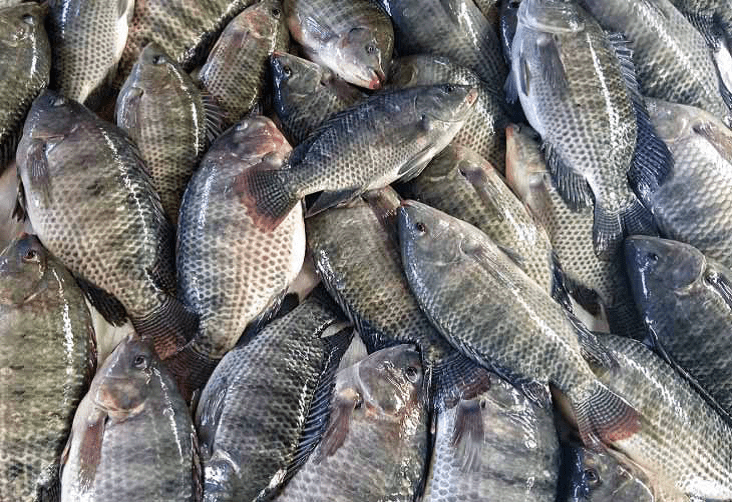 Custo da ração para cacusso dispara para 38 mil kwanzas e encarece peixe ao consumidor