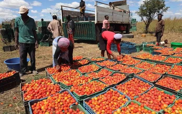 Falta de unidades de conservação ameaça escoamento do tomate, alertam agrónomos