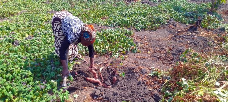 Produção agrícola sai barata de Angola e ganha valor nos mercados vizinhos