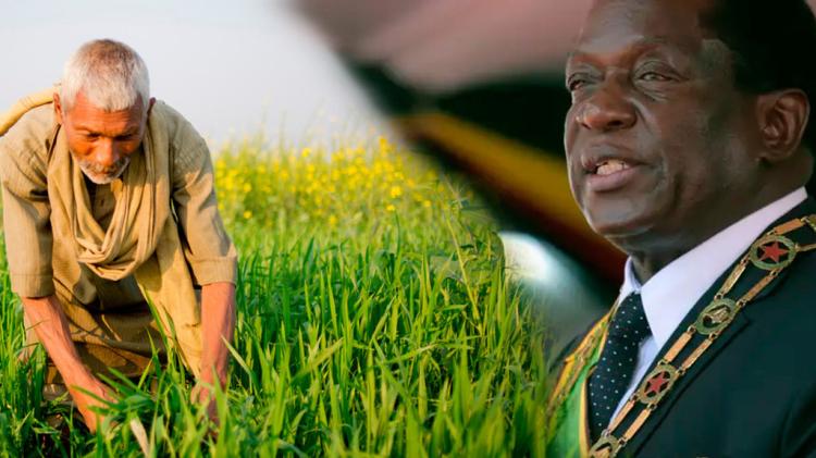 Zimbabué paga 521 milhões de dólares a agricultores brancos